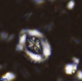 Helenea progonos 33211