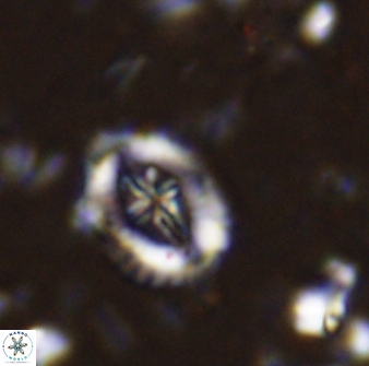 Helenea progonos 33211