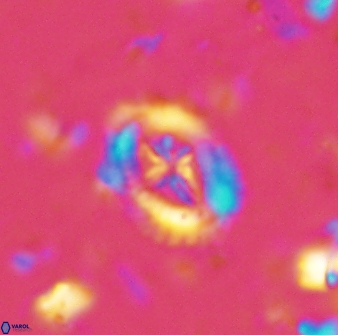 Helenea progonos 33212