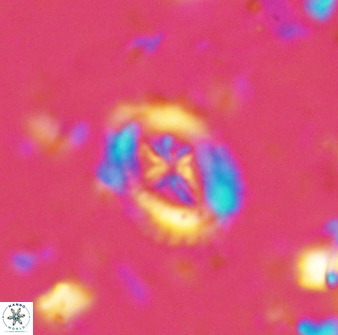 Helenea progonos 33212