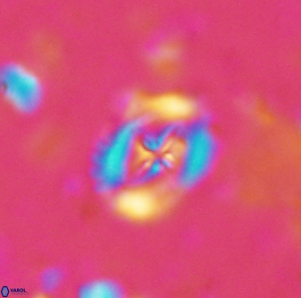 Helenea progonos 33213