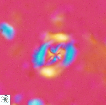 Helenea progonos 33213