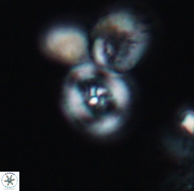 Helenea staurolithina 11554