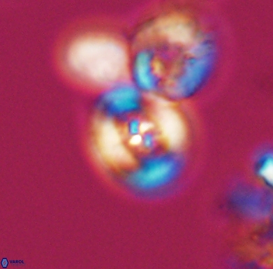 Helenea staurolithina 11555