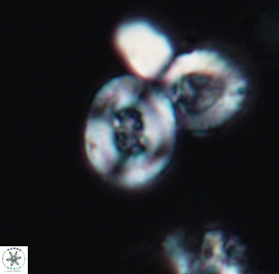 Helenea staurolithina 11556