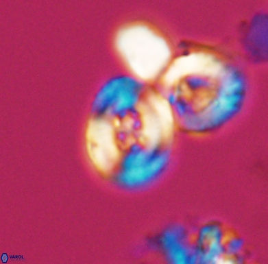 Helenea staurolithina 11557