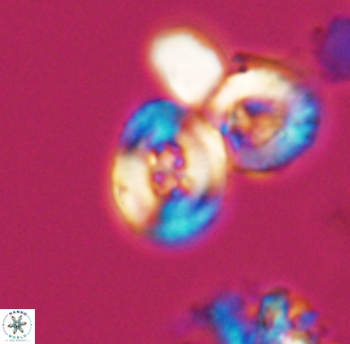 Helenea staurolithina 11557