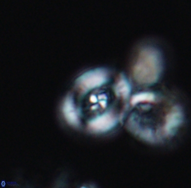 Helenea staurolithina 11558