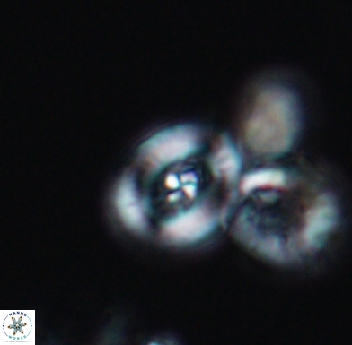 Helenea staurolithina 11558