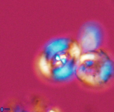 Helenea staurolithina 11559