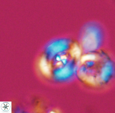 Helenea staurolithina 11559