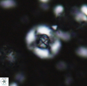 Helenea staurolithina 13414