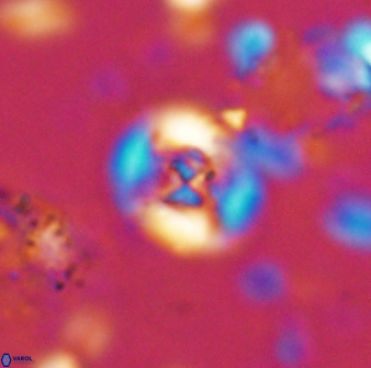 Helenea staurolithina 13415