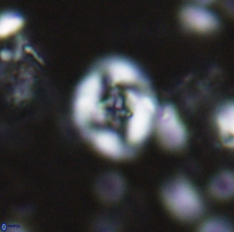 Helenea staurolithina 13416