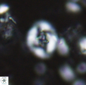 Helenea staurolithina 13416