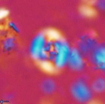 Helenea staurolithina 13417