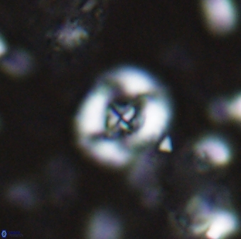 Helenea staurolithina 13418