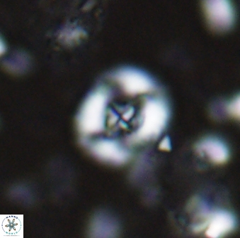 Helenea staurolithina 13418