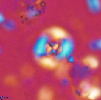 Helenea staurolithina 13419