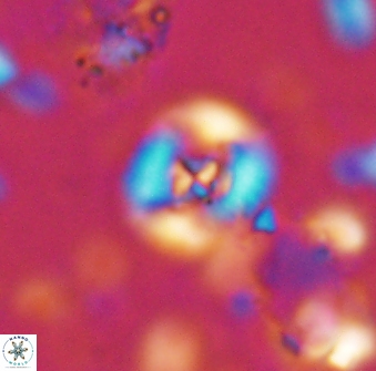 Helenea staurolithina 13419