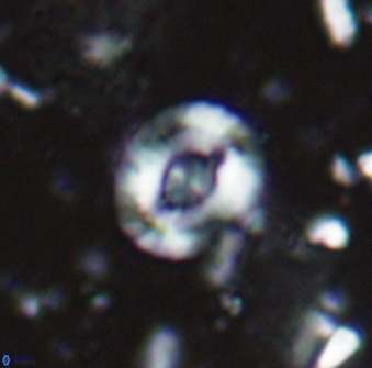 Helenea staurolithina 13420