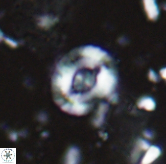 Helenea staurolithina 13420
