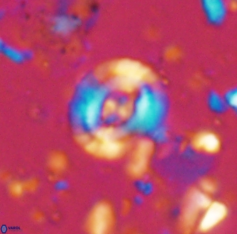 Helenea staurolithina 13421