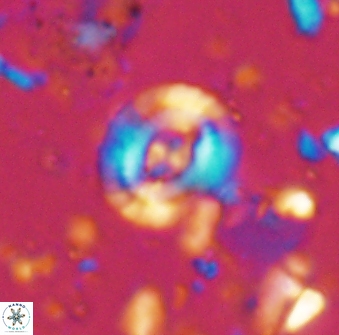 Helenea staurolithina 13421