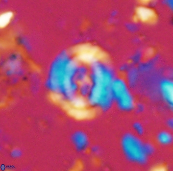 Helenea staurolithina 13422