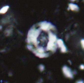 Helenea staurolithina 13423