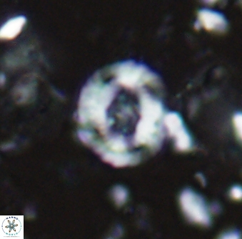 Helenea staurolithina 13423