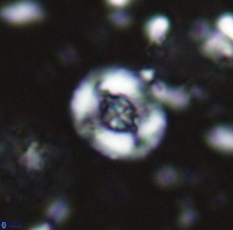 Helenea staurolithina 13424