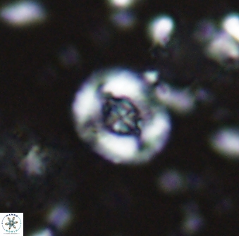 Helenea staurolithina 13424