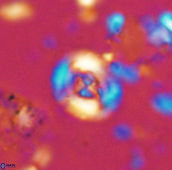 Helenea staurolithina 13425