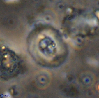 Helenea staurolithina 13426