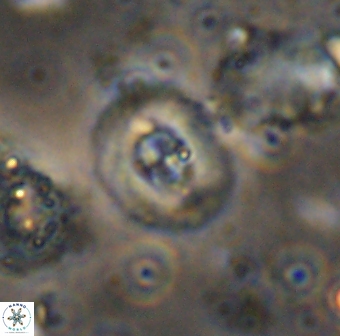 Helenea staurolithina 13426
