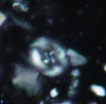 Helenea staurolithina 975