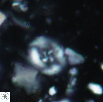 Helenea staurolithina 975
