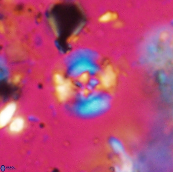 Helenea stroggyla 7655