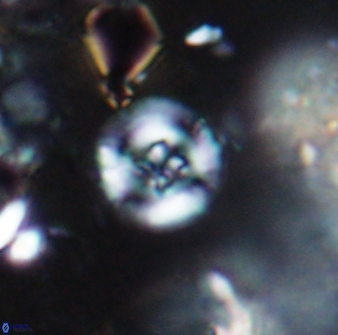 Helenea stroggyla 7656