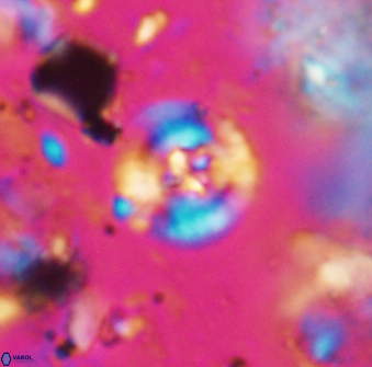 Helenea stroggyla 7657