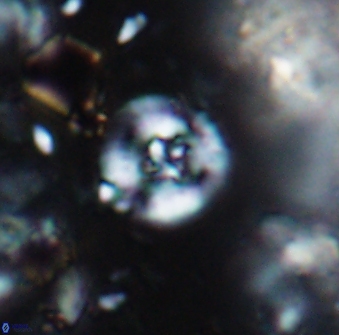 Helenea stroggyla 7658