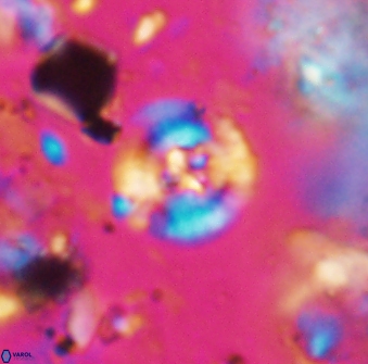 Helenea stroggyla 7659