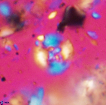 Helenea stroggyla 7660