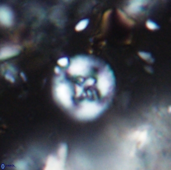 Helenea stroggyla 7661