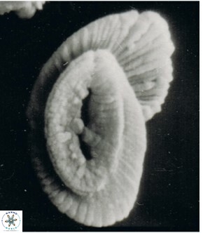 Helicosphaeroides mullerae VR 09900