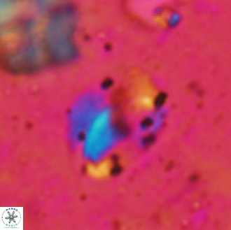 Helicosphaera magnifica 32