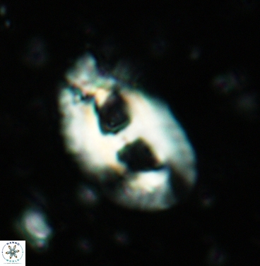 Helicosphaera mediterranea 6231