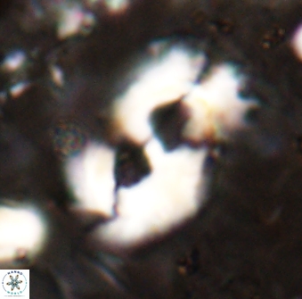 Helicosphaera mediterranea 27778