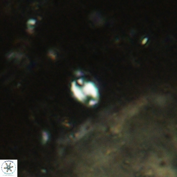 Helicosphaera minima 2424